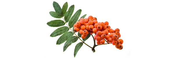 Le macérat de bourgeons de Sorbier